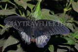 INDONESIA, Asian Swallowtail Butterfly, IND1207JPL