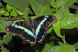 INDONESIA, Common Bluebottle Butterfly, IND1205JPL