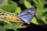 INDONESIA, Common Wanderer Butterfly, IND1192JPL