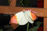INDONESIA, Great Orange Tip Butterfly, IND1200JPL