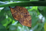 INDONESIA, Indian Leafwing Butterfly, wings closed, IND1180JPL