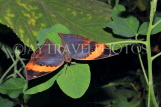 INDONESIA, Indian Leafwing Butterfly, wings closed, IND1182JPL