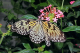 INDONESIA, Paper Kite Butterfly, IND1189JPL