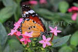 INDONESIA, Plain Tiger Butterfly, IND1208JPL