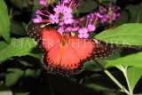 INDONESIA, Red Lacewing Butterfly, IND1187JPL