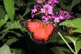 INDONESIA, Red Lacewing Butterfly, IND1188JPL