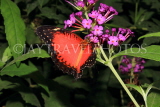 INDONESIA, Red Lacewing Butterfly IND1186JPL