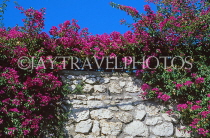 ITALY, Campania, Amalfi Coast, CAPRI, wall covered in Bougainvillea flowers, ITL1129JPL