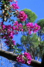 ITALY, Campania, Amalfi Coast, RAVELLO, Villa Rufolo Gardens, Bougainvillea flowers ITL1147JPL