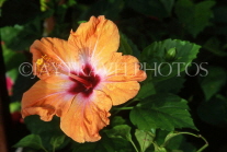 ITALY, Campania, Amalfi Coast, RAVELLO, Villa Rufolo Gardens, orange Hibiscus flower, ITL1149JPL