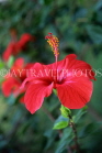 ITALY, Campania, Amalfi Coast, SORRENTO, red Hibiscus flower, ITL1035JPL