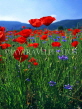ITALY, Umbria, NORCIA, poppy and cornflower fields, ITL1660JPLA