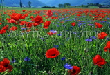 ITALY, Umbria, near SPELLO, countryside with Poppy fields, ITL1631JPL