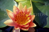 Indonesia, BALI, Lotus flower, BAL1217JPL