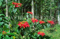 Indonesia, BALI, Poinsettia flowers, BAL787JPL