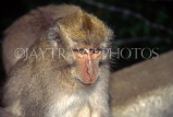 Indonesia, BALI, Sacred Monkey Forest, Common Monkey, BAL1228JPL