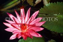 Indonesia, BALI, Ubud, deep pink Water Lily, BAL1319JPL