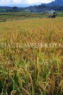 Indonesia, BALI, Ubud, rice (paddy) field, mature rice plants, ready for harvesting, BAL937JPL