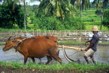 Indonesia, BALI, farmer ploughing field with bullocks, BAL1077JPL