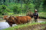 Indonesia, BALI, farmer ploughing field with bullocks, BAL1225JPL