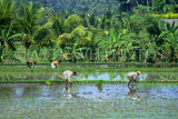Indonesia, BALI, rice field, farmers planting young rice plants, BAL807JPL