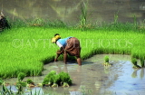 Indonesia, BALI, rice field, woman gathering young rice plants (for re-planting), BAL805JPL
