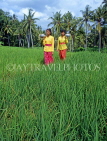 Indonesia, BALI, rice fields, and village girls carrying offerings (to temple), BAL1296JPL