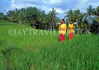 Indonesia, BALI, rice fields, and village girls carrying offerings (to temple), BAL1345JPL