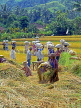 Indonesia, BALI, rice fields, villages harvesting rice (Paddy) into bags, BAL1223JPL