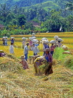 Indonesia, BALI, rice fields, villages harvesting rice (Paddy) into bags, BAL1223JPL
