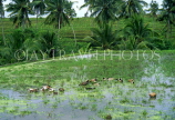 Indonesia, BALI, rice fields and ducks, BAL1211JPL