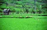 Indonesia, BALI, rice fields and ducks, BAL785JPL