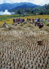 Indonesia, BALI, rice harvesting, BAL572JPL