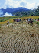 Indonesia, BALI, rice harvesting, BAL573JPL