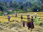 Indonesia, BALI, rice harvesting, farmers carrying rice (paddy) in bags, BAL1208JPL
