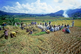 Indonesia, BALI, rice harvesting, farmers gathering rice (paddy), BAL1288JPL