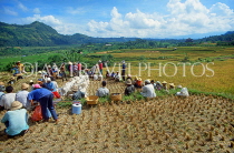 Indonesia, BALI, rice harvesting, farmers gathering rice (paddy) in bags, BAL1333JPL