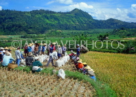 Indonesia, BALI, rice harvesting, farmers gathering rice (paddy) in bags, BAL584JPL