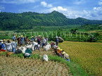 Indonesia, BALI, rice harvesting, farmers gathering rice (paddy) in bags, BAL585JPL