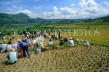 Indonesia, BALI, rice harvesting, farmers gathering rice (paddy) in bags, BAL813JPL