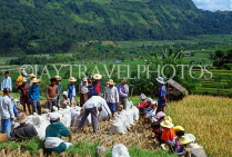 Indonesia, BALI, rice harvesting, farmers gathering rice (paddy) in bags, BAL818JPL