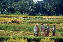 Indonesia, BALI, rice harvesting, farmers in field, BAL1332JPL