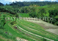 Indonesia, BALI, terraced farmed land, BAL580JPL
