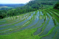 Indonesia, BALI, terraced rice (Paddy) fields, BAL774JPL