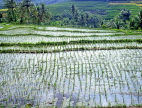 Indonesia, BALI, terraced rice fields, BAL1295JPL