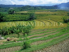 Indonesia, BALI, terraced rice fields, BAL575JPL