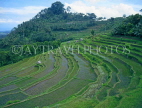 Indonesia, BALI, terraced rice fields, BAL577JPL