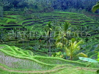 Indonesia, BALI, terraced rice fields, BAL597JPL