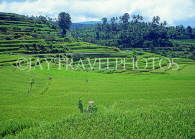 Indonesia, BALI, terraced rice fields, BAL599JPL