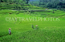 Indonesia, BALI, terraced rice fields, BAL783JPL